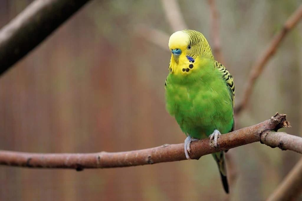 A budgie perched indoors