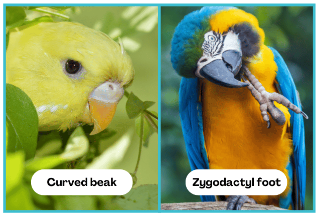 BeakFoot