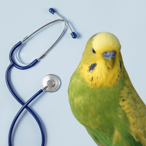 Six Hidden Costs of Having a Pet Parrot The Budgie Academy