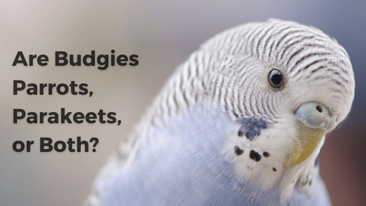 blue budgie with heading "are budgies parrots, parakeets, or both?"