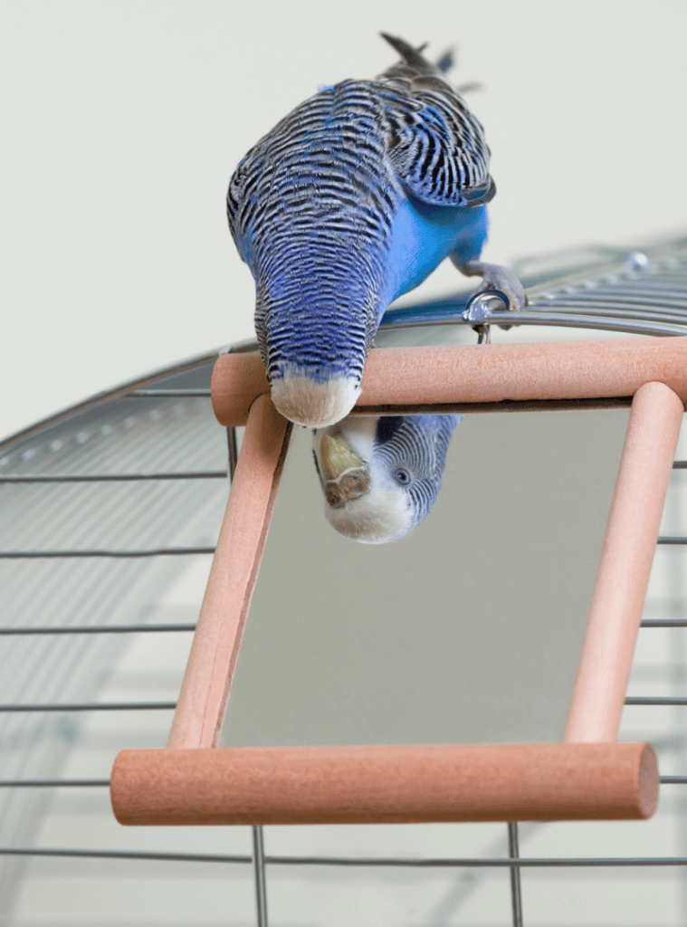 budgie parakeet with mirror