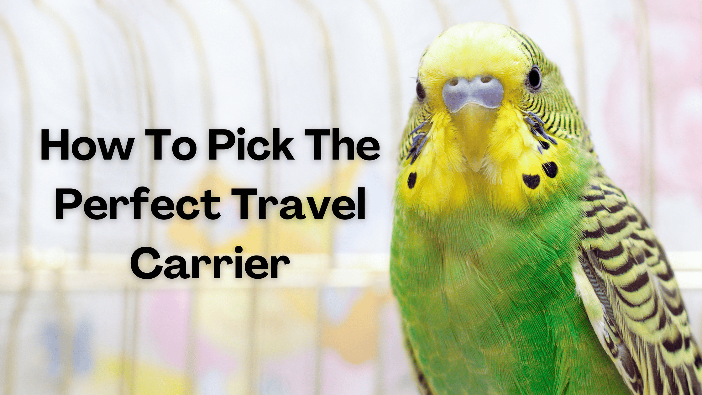 green budgerigar with heading how to pick the perfect travel carrier