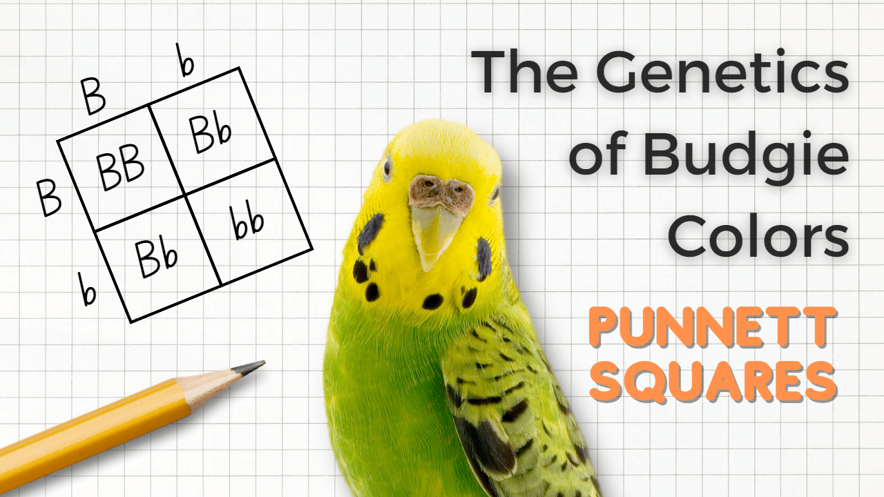 green and yellow budgie with header "the genetics of budgie colors punnett squres"