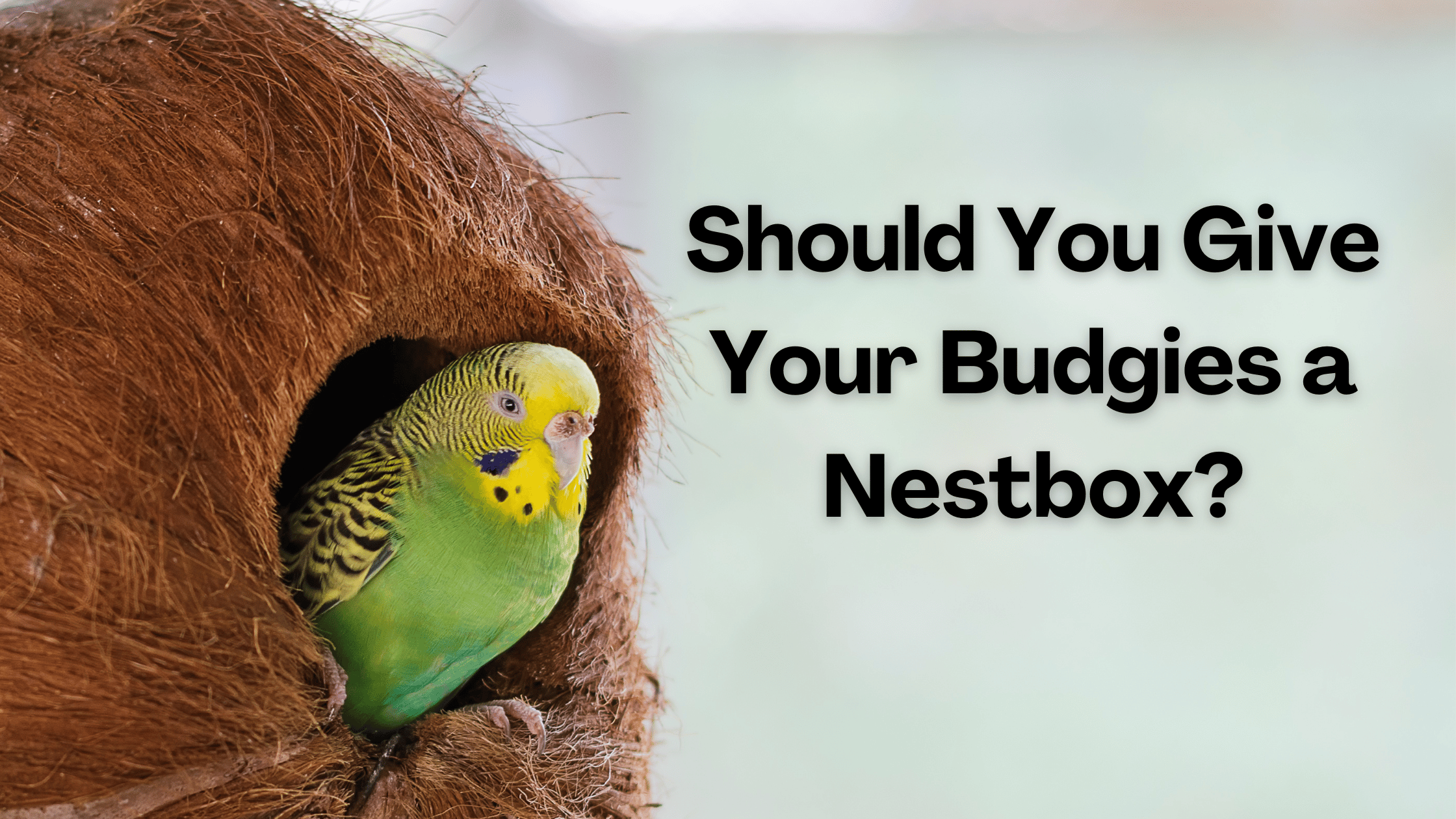 heading should you give your budgies a nest box with image of budgie in nest box