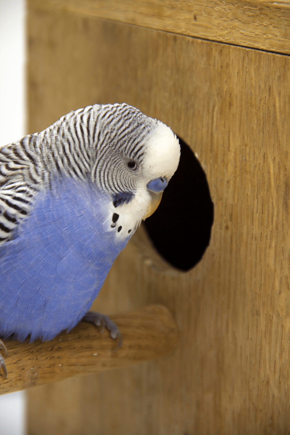 Should I Add a Nest Box for my Budgies? The Budgie Academy
