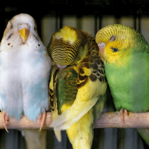 3 sleepy budgies flocking together