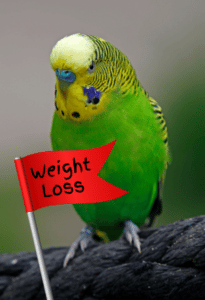 How Much Should A Healthy Budgie Weight: Essential Guide