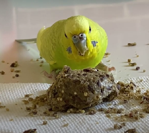 Callie eating bird bread