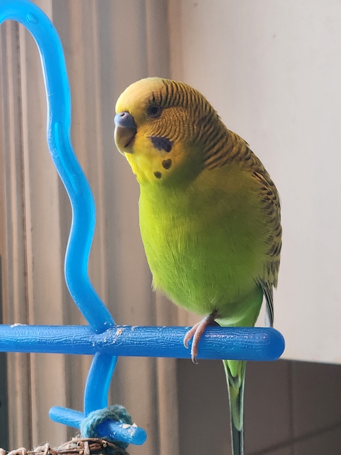 Gazou