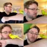 Nathan — budgies Sky and Sharky
