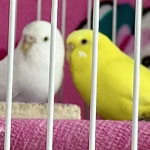 Kristine — budgies Athena and Kitiara