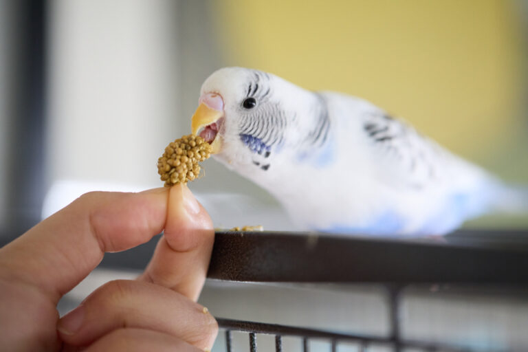 Bino eating millet