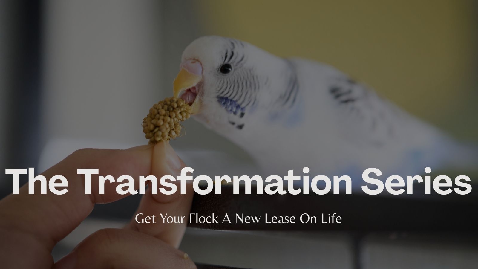 White budgie nibbling millet held between a person’s fingers; white text overlay reads “The Transformation Series, get your flock a new lease on life."