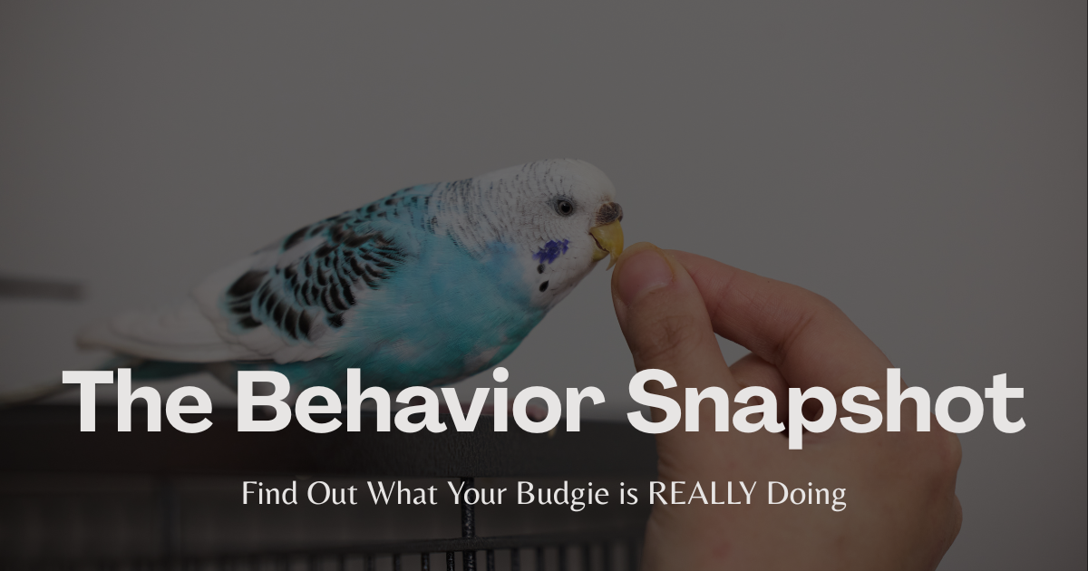 Blue budgie touching a person’s fingertip near a cage; white text overlay reads “The Behavior Snapshot, Find out what your budgie is REALLY doing."