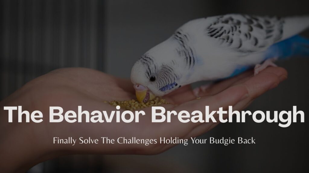 White and blue budgie eating seeds from a person’s open hand; white text overlay reads “Behavior Breakthrough. Finally solve the Challenges Holding Your Budgie Back"