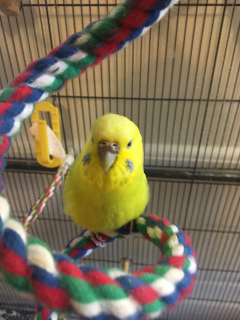 FitC, one of Amy's flock