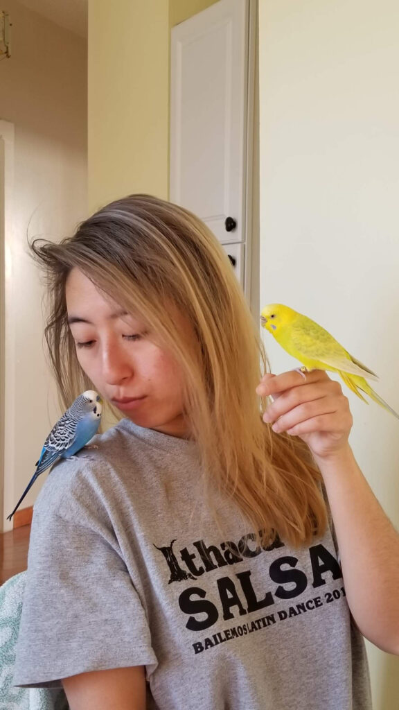 Dapi and FitC, Amy’s first two budgies