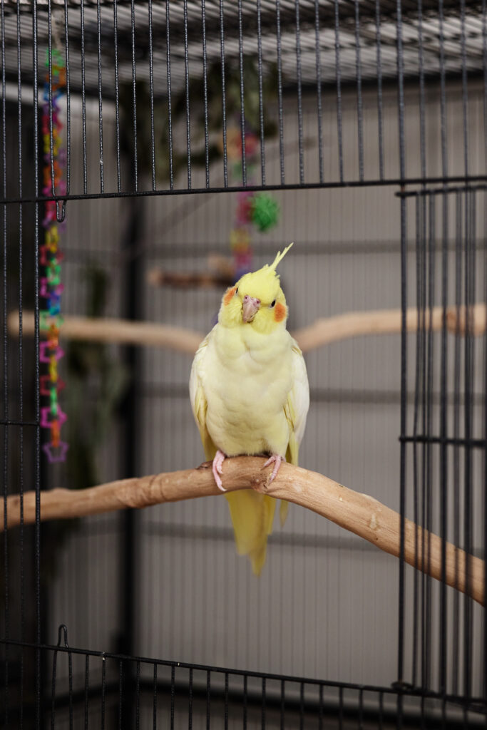 Sydney, one of Amy's flock