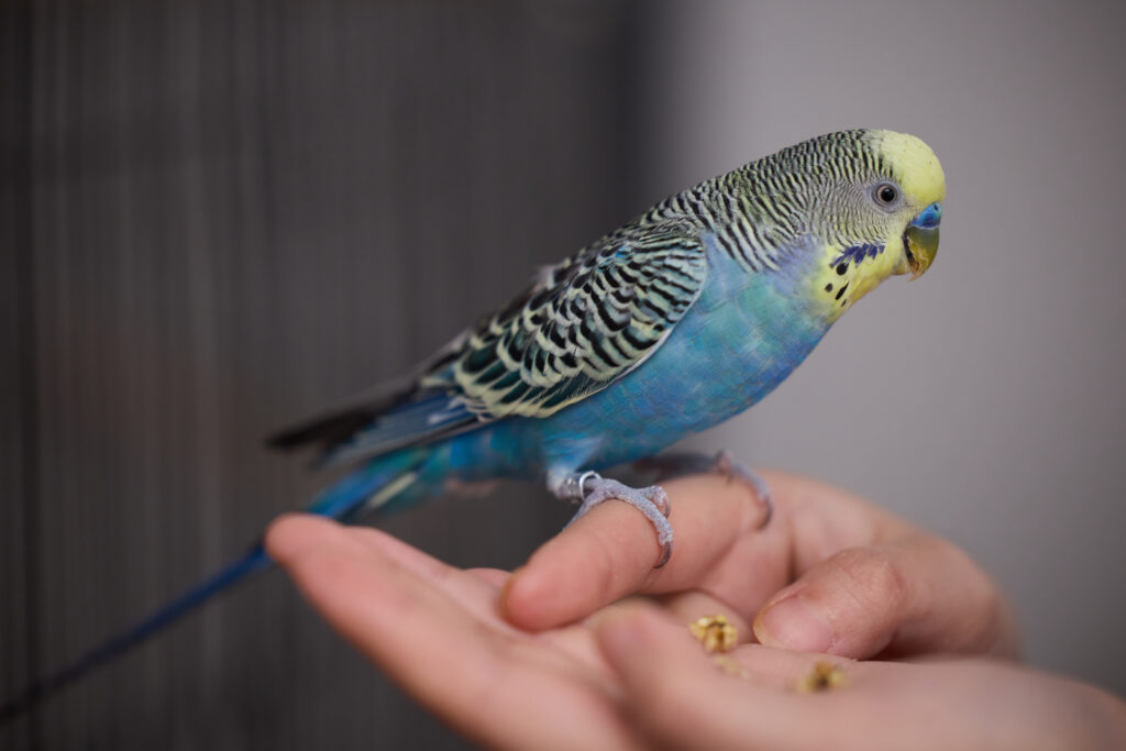 Louie, one of Amy's flock