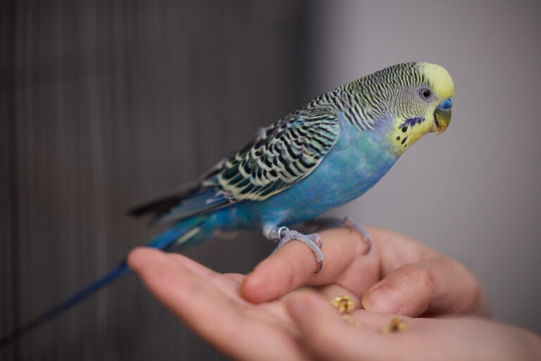 Louie, one of Amy's flock