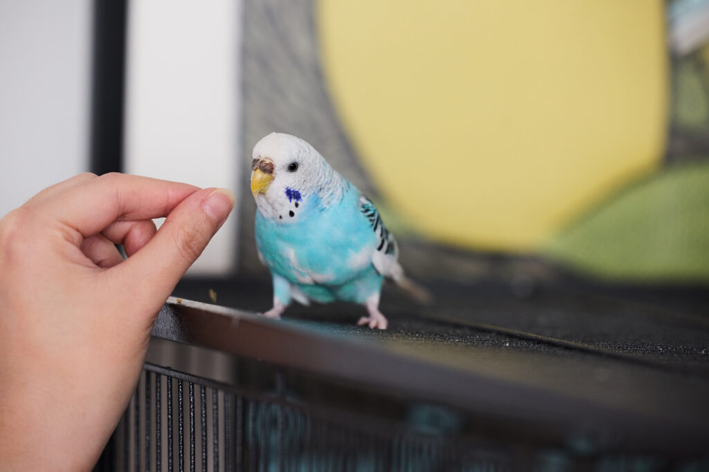 Bluebell, one of Amy's flock