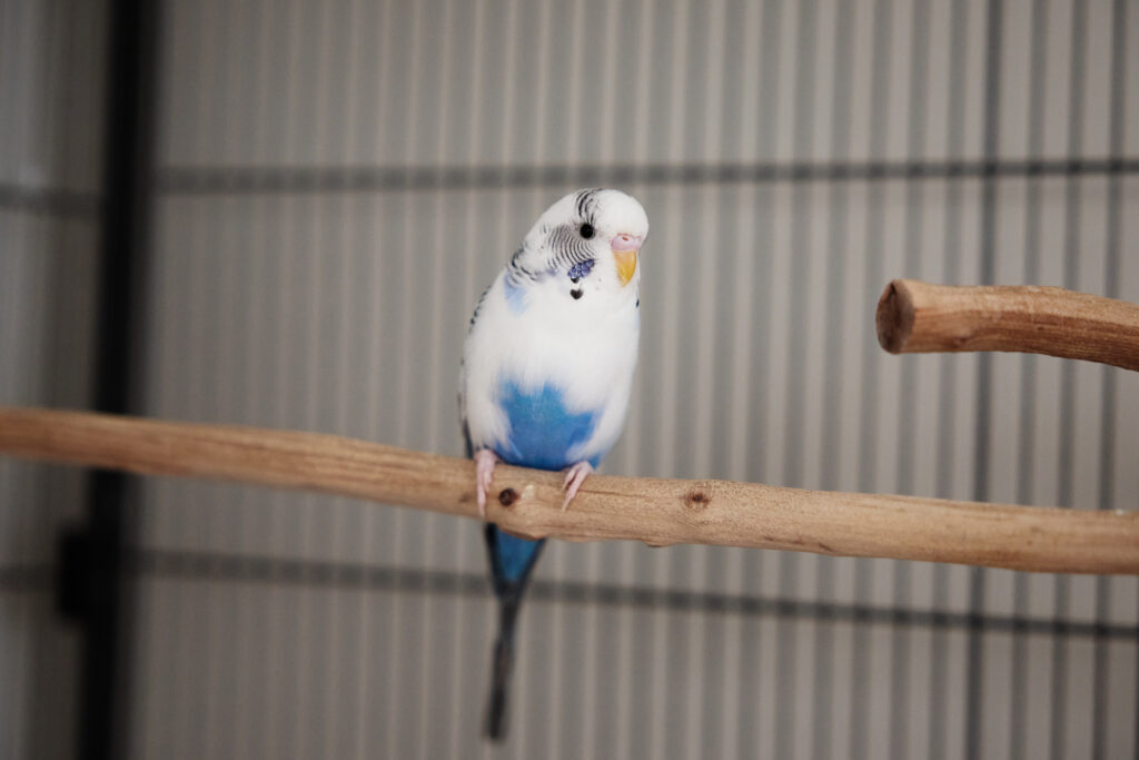 Bino, one of Amy's flock