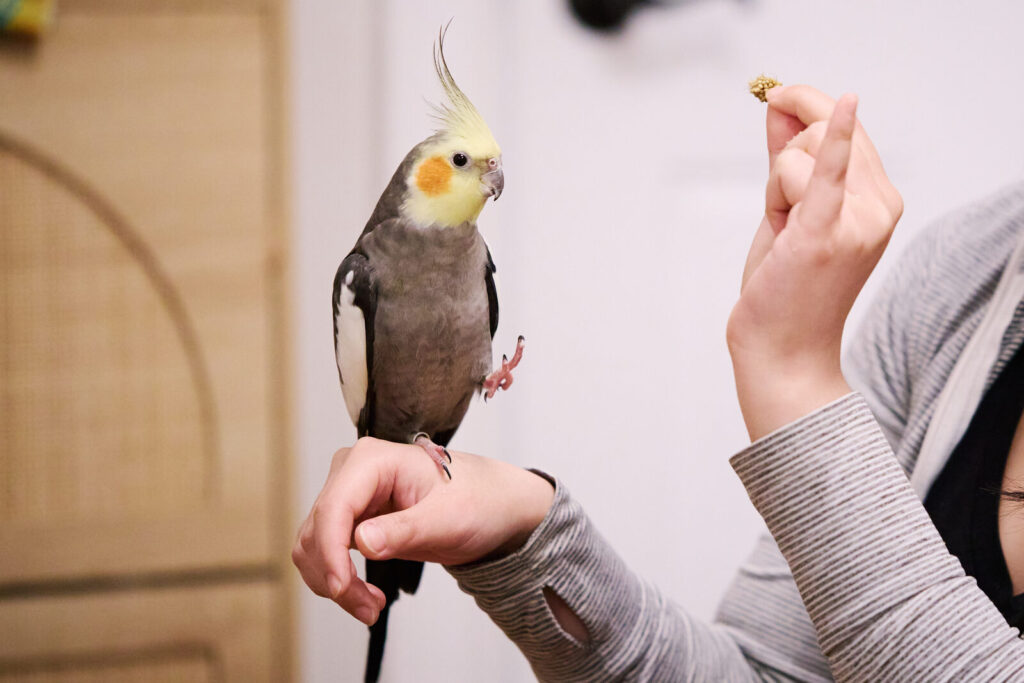Gandalf, one of Amy's flock