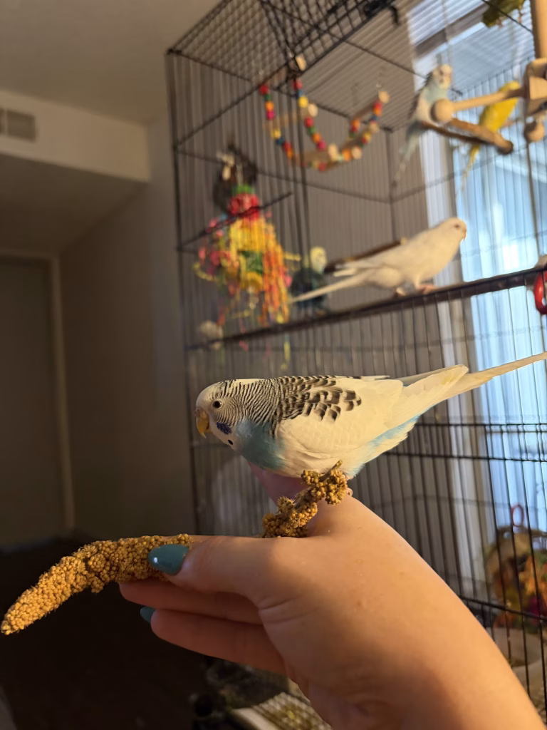Mochi, Rio, Cloudy, Poppy, Kiwi and Bubbles — a flock of six budgies