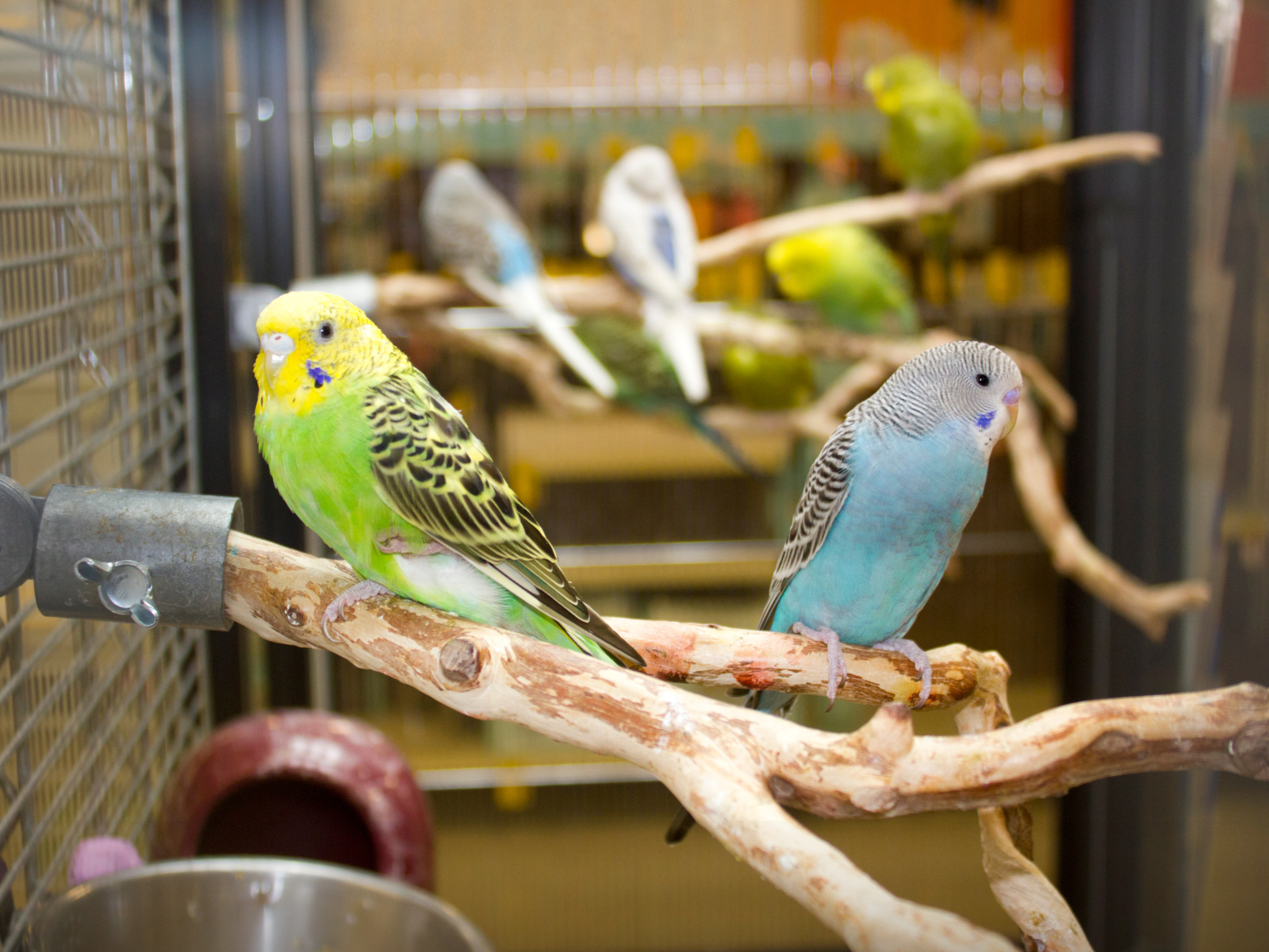 A room with budgies